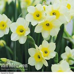 Daffodil 'Minnow'