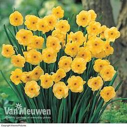 Daffodil jonquilla 'Sundisc'