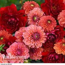 Dahlia 'Sunset Shades' Collection