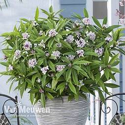 Daphne 'Perfume Princess'