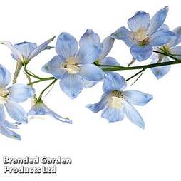 Delphinium belladonna 'Cliveden Beauty'