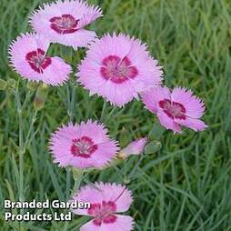 Dianthus 'Shirley Temple'