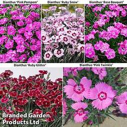 Dianthus Mountain Frost Collection