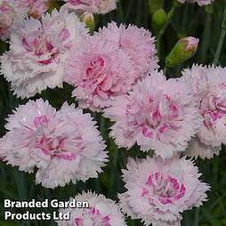 Dianthus 'Candy Floss'