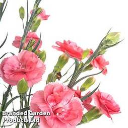 Dianthus 'Scent First Romance'