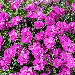 Dianthus 'Mountain Frost Pink PomPom'