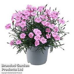 Dianthus 'Mountain Frost Pink Twinkle'