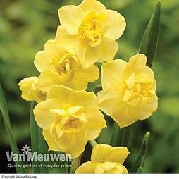 Daffodil 'Yellow Cheerfulness'