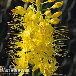 Foxtail Lily 'Sunbeam'