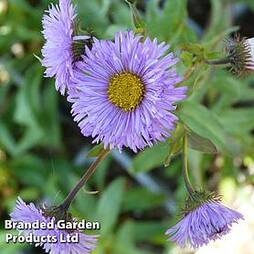 Erigeron speciosus Azure Fairy