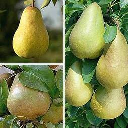 Pear 'Family Pear Tree'