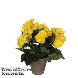 Artificial Begonia Yellow in Grey Pot