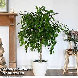 Ficus benjamina 'Exotica' braided stem in hydro pot