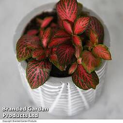 Fittonia Red 'Tiger'