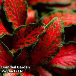 Fittonia Red 'Tiger'