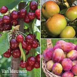 Favourite Fruit Tree Collection