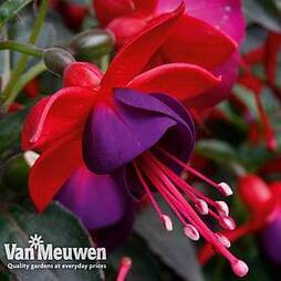 Fuchsia 'Jollies Nantes'