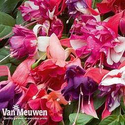 Fuchsia 'Giant Marbled Collection'