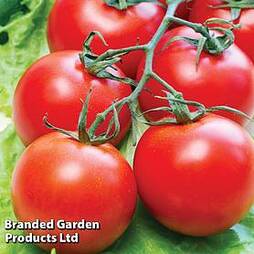 Grafted Tomato Plants 'Gardener's Delight'