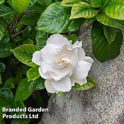 Gardenia jasminoides 'Double Mint'