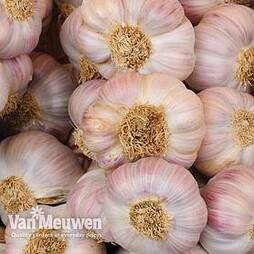 Garlic 'Carcassonne Wight' (Spring/Autumn Planting)