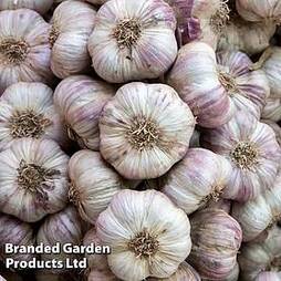 Garlic (Autumn) Maddock Wight