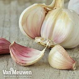 Garlic 'Vallelado' (Autumn Planting)