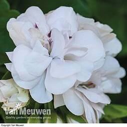 Geranium 'White Rose'