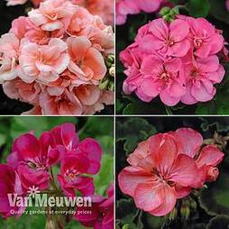 Giant Flowered Geranium Collection