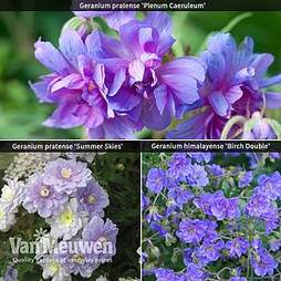 Geranium Hardy Double Collection