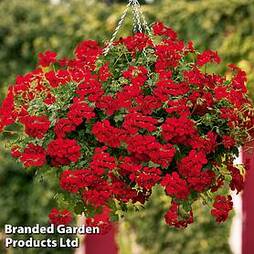 Geranium 'Grandeur Red'