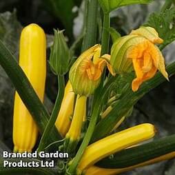 Courgette 'Golden Glory' F1