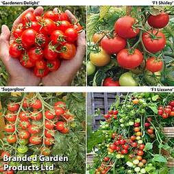 Grafted Tomato Collection