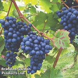 Grape 'Dornfelder' Boskoop Glory