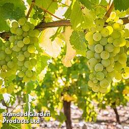 Grape 'Sauvignon' (White)