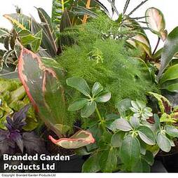 Green Houseplant Starter Mix