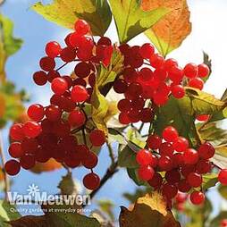 Guelder Rose (Hedging)