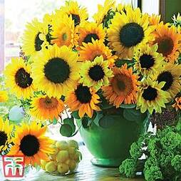 Sunflower 'Van Gogh'