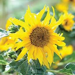 Sunflower 'Sunspots'