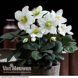 Hellebore 'Christmas Carol'