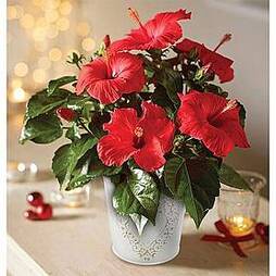 Hibiscus 'Festive Flair' - Gift