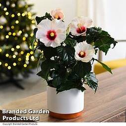 Hibiscus Pearl in Cream Zinc Pot - Gift