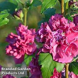 Hibiscus syriacus 'French Cabaret Red'