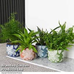 Mixed house plants 12cm Delphi Ceramic pot