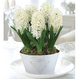 Hyacinth 'White Pearl' - Gift