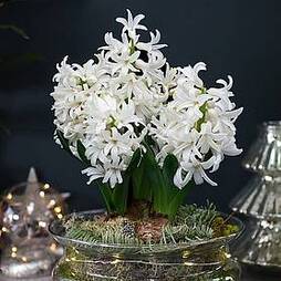 Lit Hyacinth Bowl - Gift