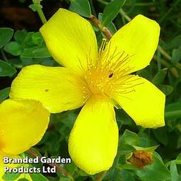 Hypericum olympicum 'Citrinum'