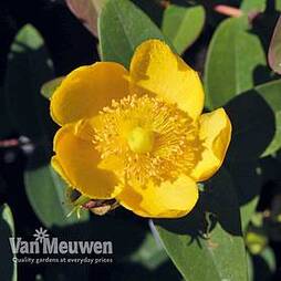 Hypericum x dummeri 'Peter Dummer'