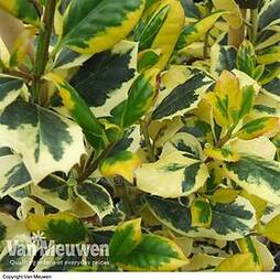 Holly 'Golden King'