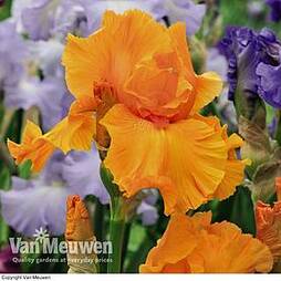 Iris 'Orange Harvest'